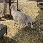 خروف وعجمه