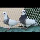 مكه