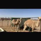 قعدان حشو للبيع