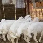 8 خرفان حري للبيع