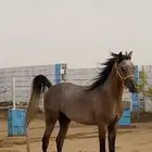 حصان عربي اصيل