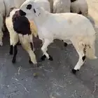 طليان حرية ذبائح ثلاجة