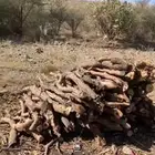 موجود حطب محلي