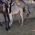 حشوان للبيع