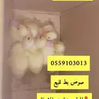صوص بط بكيني كتاكيت اصفر صافي متوفر بكميات لا محدودة