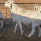 فحل حري مشروط