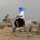 خيل