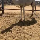 قعود باتلي على بطاش ولد الحاكم ابن قريع