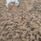 عنق فل ترضع