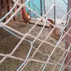دجاجة كفو بياضة وديك كفو قصاع