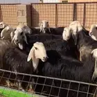 السلام عليكم ورحمة الله وبركاته اعرض لكم نجد دفيع ومواليد