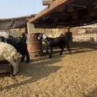 تيوس جبرة شحم فل 4