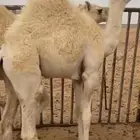 اثنين حشو نظيفة