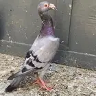 حمام شامي