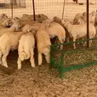 حري نظيف