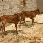 بقر