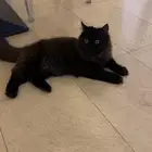 قط شيرازي ذكر للتبني