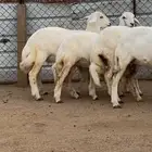 5 رخال صنف الصنف