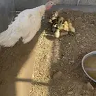 دجاج رومي