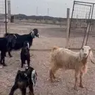 اعرض لكم معزا ولد 3 معها 4 روم وديس سلم