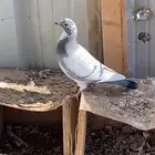 فرخ زاجل سباق محجل 2024