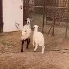 متبع تحتها خروف عمره شهرين