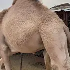 قعود مفرود على حليب امه كفو