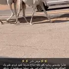 خلفه كفو وضحى مغتر حدرها قعود طيب فردي
