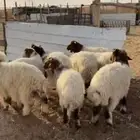 طليان نعيم كلها خرفان 10