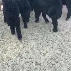 طليان عرب ذبايح