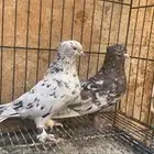 حمام ايراني