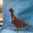 حمام دنش