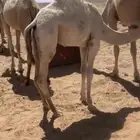 للبيع قعود طيب عمره 6 شهور