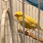 كناري