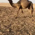بكره كفوو