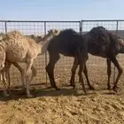 قعدان طيبة