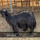 شاه نجديه طيبه