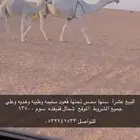 عشراء