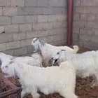 تيوس طيبه ( شحححم)