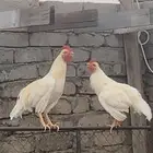 دجاج بلدي ذكرين وانثي مفرنج معها 2
