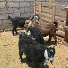 تيوس وخرفان
