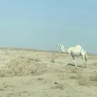 ضريبة وضحى