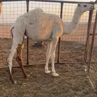 للبيع بكره