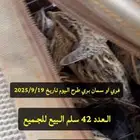 سمان فري بري