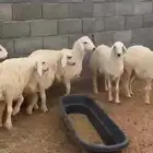 طليان اضاحي