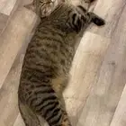 قط للتبني