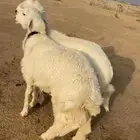 2 طليان جذعان نواهي