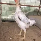 شامو ياباني