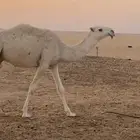 للبيع قعود فردي رماني