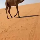 قعود لقي فردي على المعنا بعير الدبوس